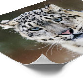 Poster Snow Leopard (Hoek)