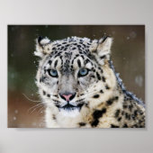 Poster Snow Leopard (Voorkant)