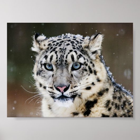 Poster Snow Leopard (Voorkant)