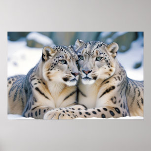 Poster Snow Leopard Animal Nature Animale Affection Faune