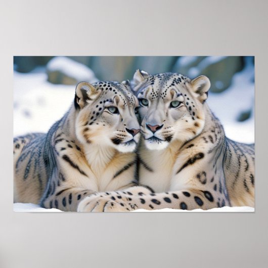Poster Snow Leopard Animal Nature Animale Affection Faune (Devant)
