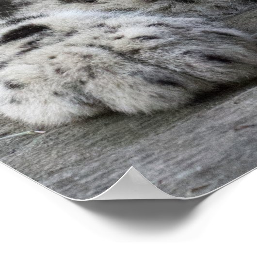 Poster Snow Leopard Cub assis (Coin)