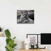 Poster Snow Leopard Cub assis (Bureau à domicile)