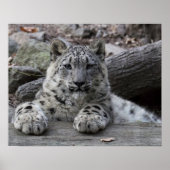 Poster Snow Leopard Cub assis (Devant)