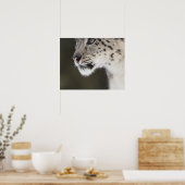 Poster Snow leopard (Uncia uncia) (Cuisine)