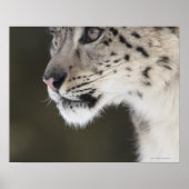 Poster Snow leopard (Uncia uncia) (Devant)