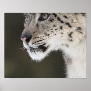 Poster Snow leopard (Uncia uncia)