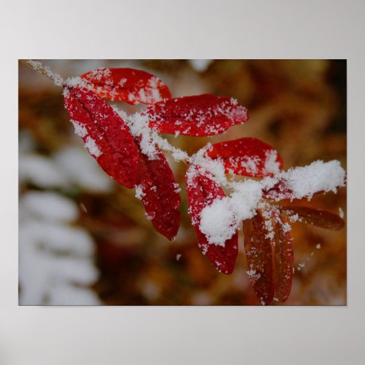 Poster Snow on Red Leaves (Devant)