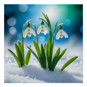 Poster Snowdrings #3 Wall Art