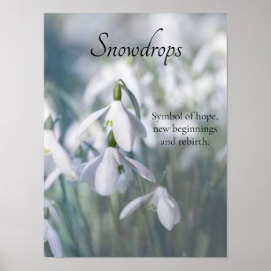 Poster Snowdrops