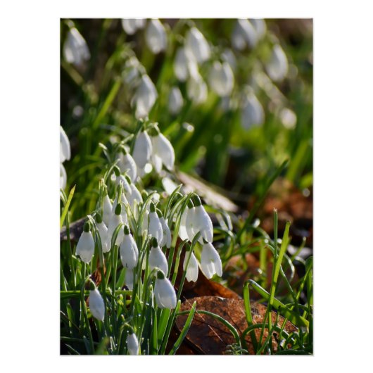 Poster Snowdrops (Devant)
