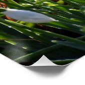 Poster Snowdrops (Coin)