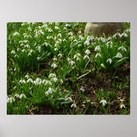 Poster Snowdrops (Devant)