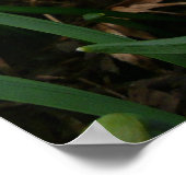 Poster Snowdrops et Daffodil Spring Floral (Coin)