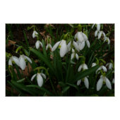 Poster Snowdrops I (Devant)