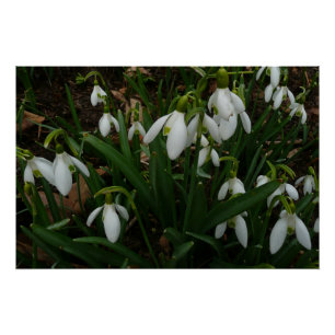 Poster Snowdrops I