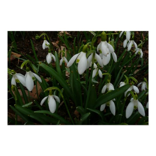 Poster Snowdrops I (Devant)