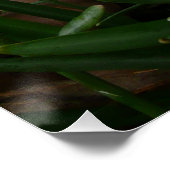 Poster Snowdrops I (Coin)