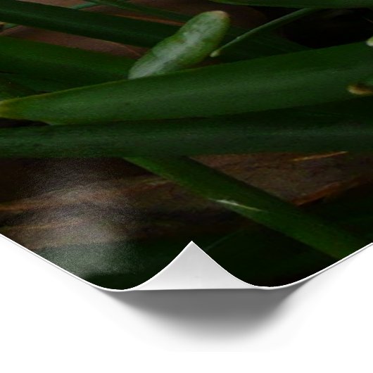 Poster Snowdrops I (Coin)