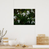Poster Snowdrops I (Cuisine)