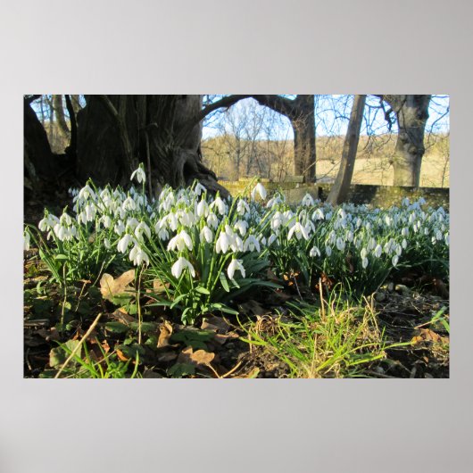 Poster Snowdrops Under an English Yew Tree - Personnalisé (Devant)