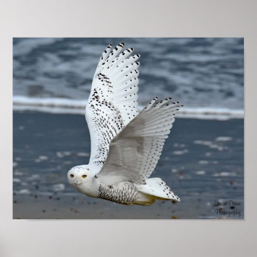 Poster Snowy Owl on Beach (Devant)