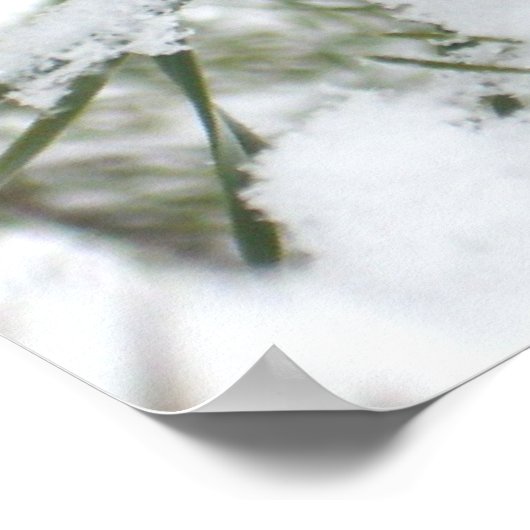 Poster Snowy Pine Cone I (Coin)