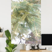 Poster Snowy Spruce Tree Boughs. Buy Now (Bureau à domicile)