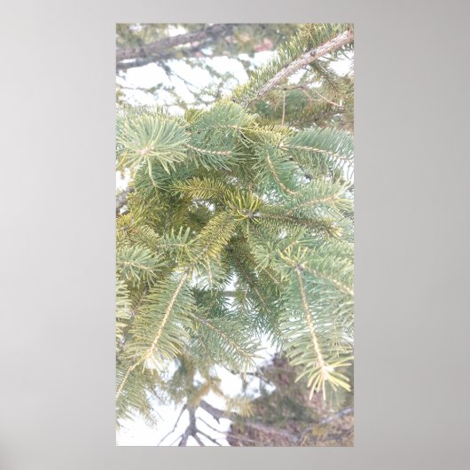 Poster Snowy Spruce Tree Boughs. Buy Now (Devant)