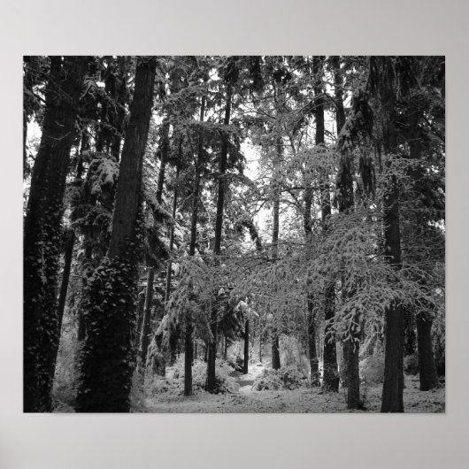 Poster Snowy Woods (Devant)