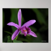 Poster Sobralia Bouchei (Devant)