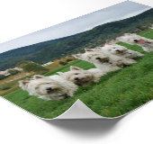 Poster Soccer Westies (Coin)