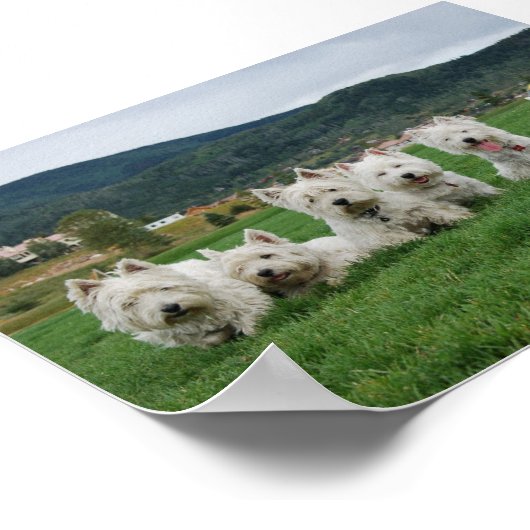 Poster Soccer Westies (Coin)