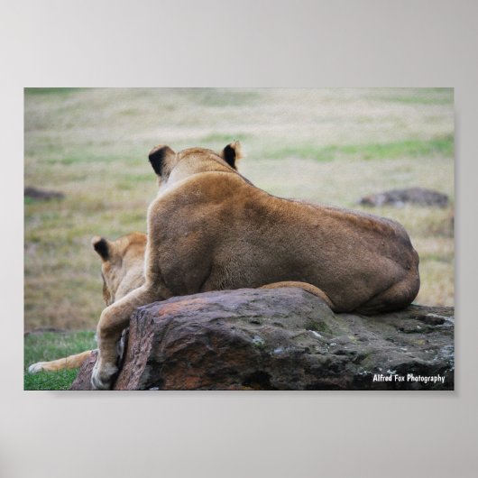 Poster Sœurs de la savane (Devant)
