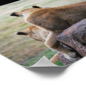 Poster Sœurs de la savane (Coin)
