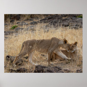 Poster Soeurs Lioness - Massai Mara Safari Wildlife Post