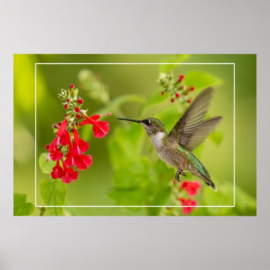 Poster Soft Green Summer (Devant)