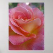 Poster Soft Peach (1) (Devant)