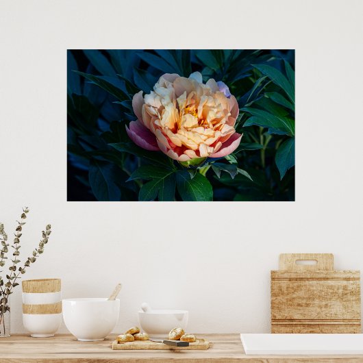 Poster Soft Splendor : Peach Peony Photography (Cuisine)