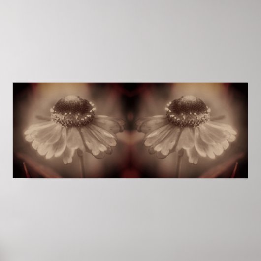 Poster Soft Zinnia Daisy Flower Sepia Vintage Abstrait (Devant)