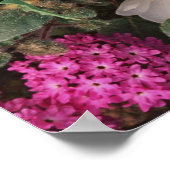 Poster Soirée du désert Primrose et Desert Sand Verbena, (Coin)