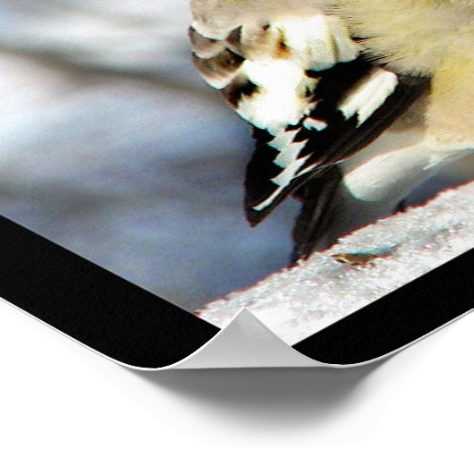 Poster Soirée Grosbeak (Coin)