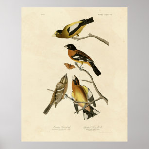 Poster Soirée, Oiseaux tachetés de Grosbeak Audubon d'Amé