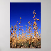 Poster soja (Devant)