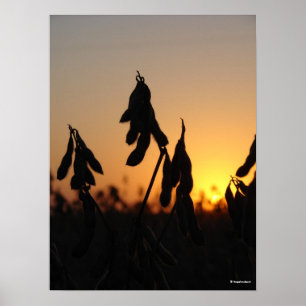 Poster Soja au coucher du soleil