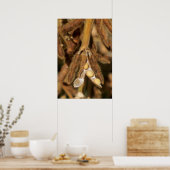 Poster soja mûr (Cuisine)