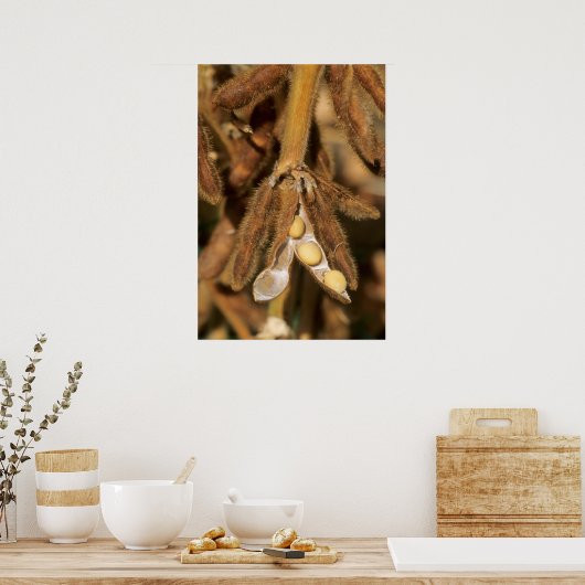 Poster soja mûr (Cuisine)