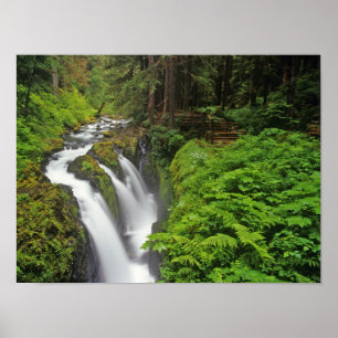 Poster Sol Duc Chutes dans le Parc National Olympique 2