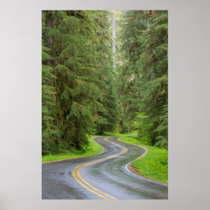 Poster Sol Duc River Road à travers la forêt