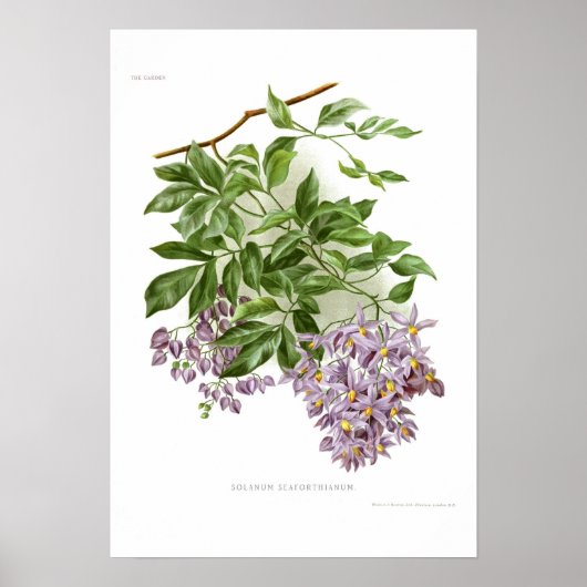 Poster Solanum seaforthianum (Devant)